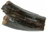 Serrated Tyrannosaur Partial Tooth - Judith River Formation #263842-1